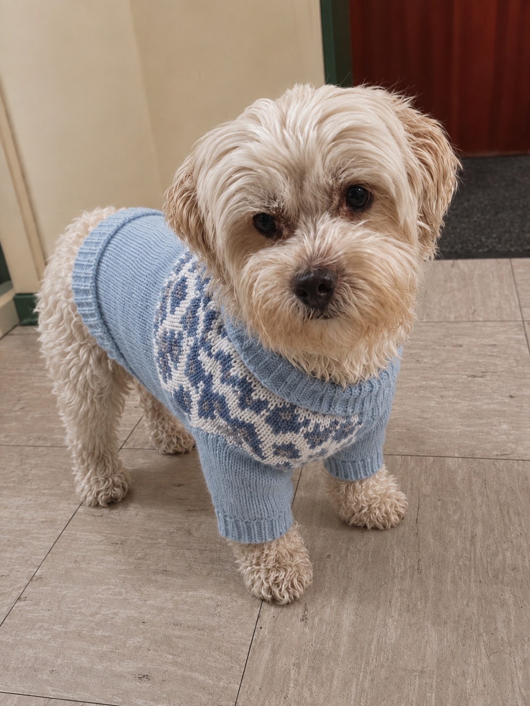 Bobby im blauen Norweger-Pulli
