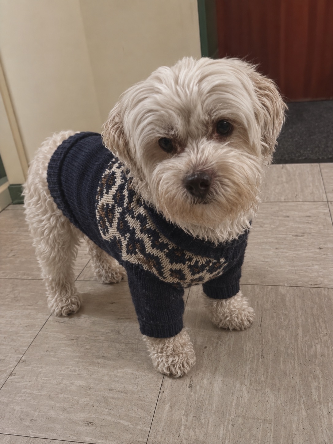 Bobby im dunkelblauen Pulli mit Muster